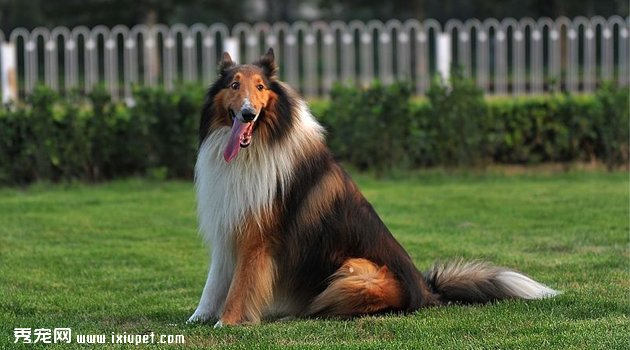 蘇格蘭牧羊犬圖片欣賞6