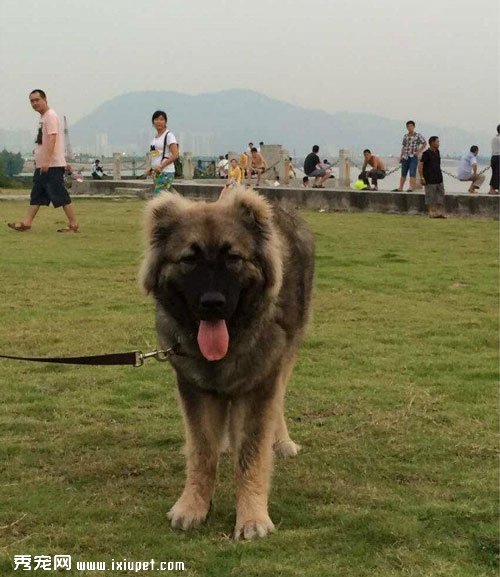 健康的高加索犬需要哪些營養物質【圖】