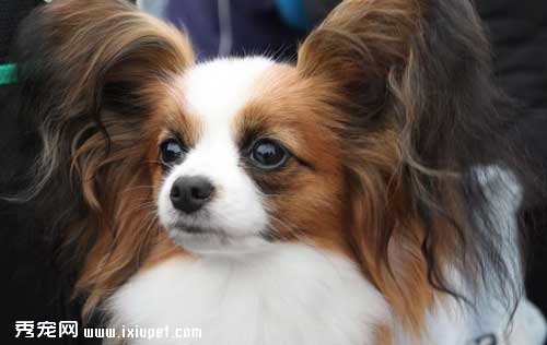 蝴蝶犬的腿最近有點o型腿是什麼原因導致【圖】
