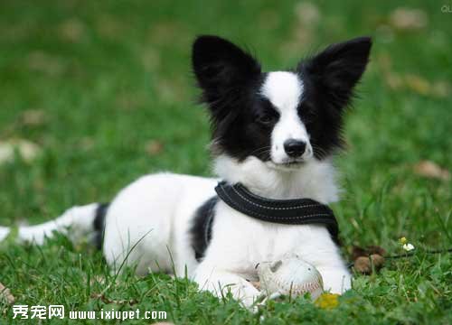 蝴蝶犬的腿最近有點o型腿是什麼原因導致【圖】