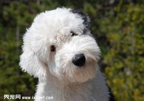 古代牧羊犬也需要喂食蔬菜嗎？