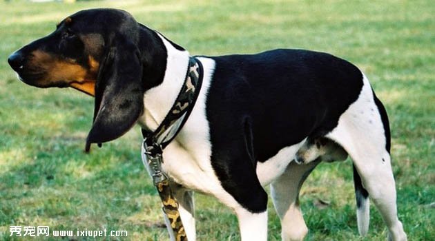 艾瑞格斯犬圖片欣賞3