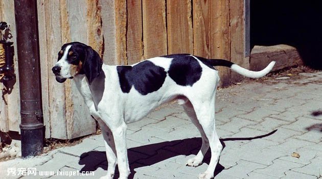 艾瑞格斯犬圖片欣賞2