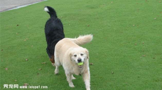 中國昆侖山脈犬圖片欣賞2
