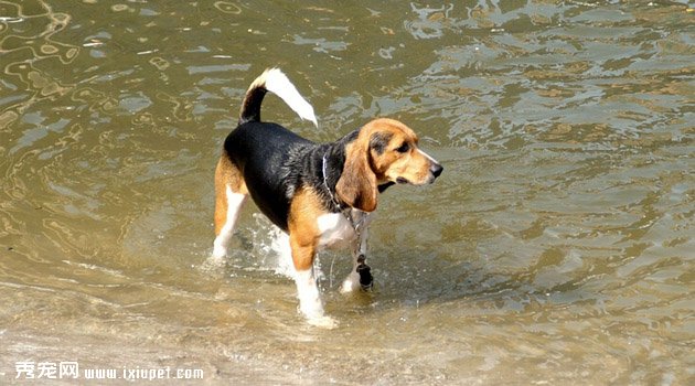 比格獵犬特征