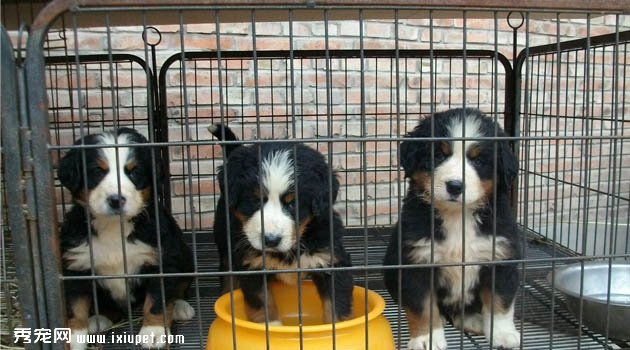 中國昆侖山脈犬圖片欣賞4