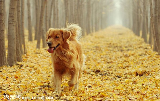 金毛犬拉稀怎麼辦？金毛犬拉稀症狀【圖】