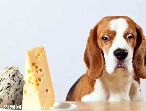 寵物貓狗到底可不可以喂食奶制品?