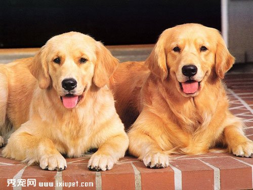金毛犬吃什麼好及金毛所需營養品【圖】
