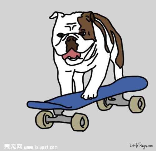 家長出門後讓寵物獨守家中的快樂方法！