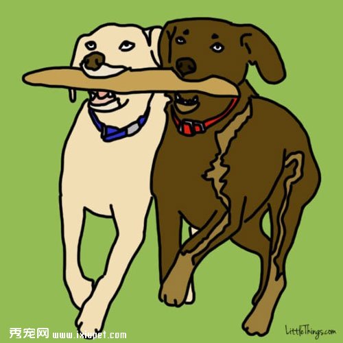 家長出門後讓寵物獨守家中的快樂方法！