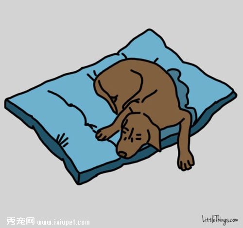 家長出門後讓寵物獨守家中的快樂方法！