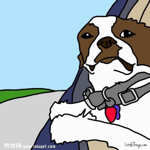 家長出門後讓寵物獨守家中的快樂方法！