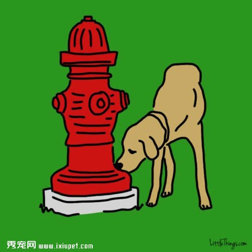 家長出門後讓寵物獨守家中的快樂方法！