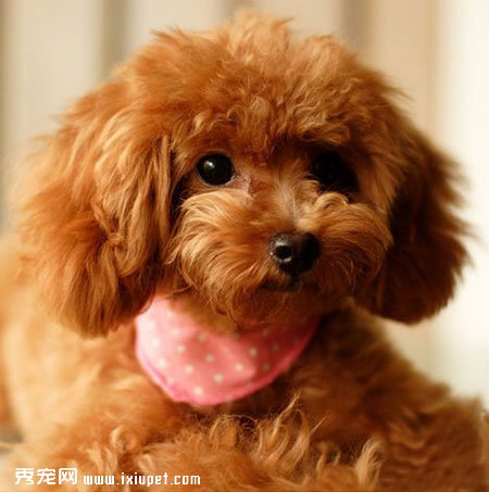 貴賓犬好養嗎？平時的護理應該注意什麼？