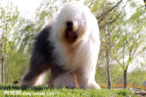 古牧犬智商情況怎麼樣及飼養注意事項