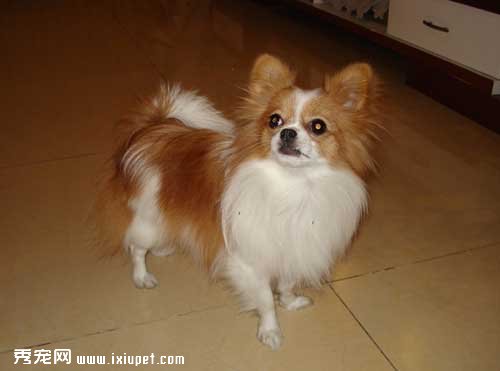 蝴蝶犬的喂養和繁殖方法【圖】