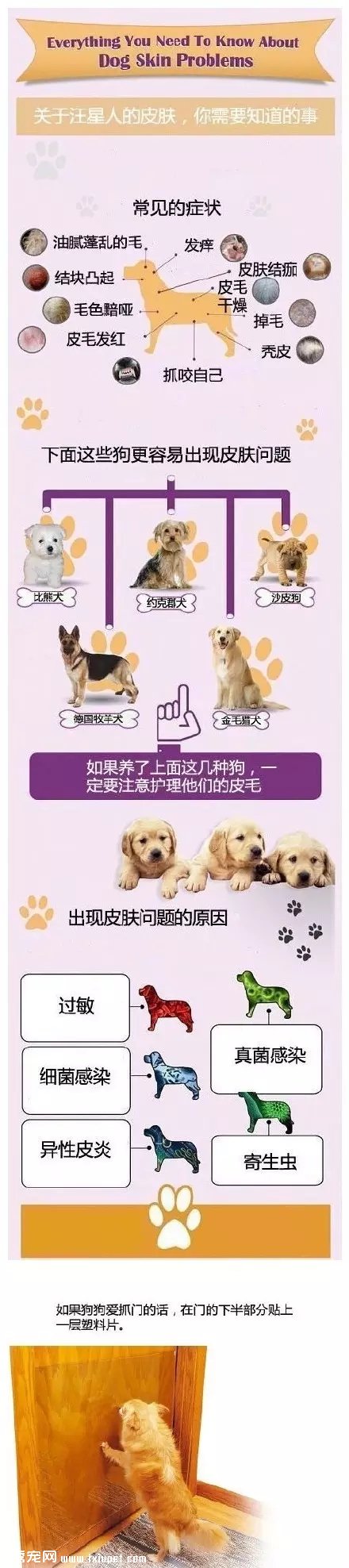 這樣的養狗手冊，你應該收藏一份！