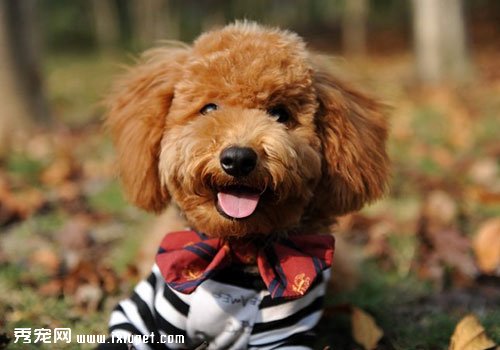 怎麼幫助自家的老年犬度過這個冬季