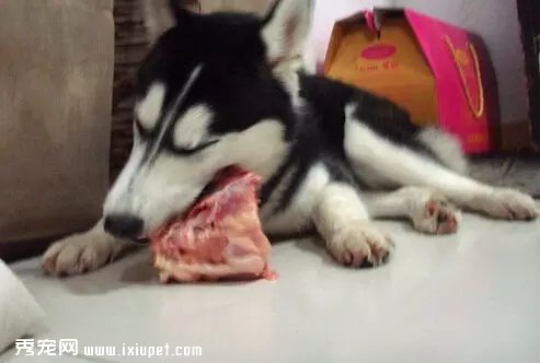 狗狗能吃生肉嗎?這裡面隱藏的秘密,你知道幾個？