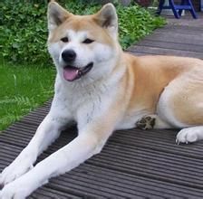護理秋田犬