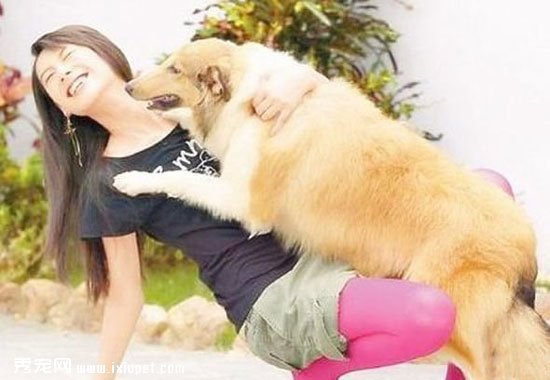 絲襪美女和狗狗嬉戲——我和我家狗狗做了愛