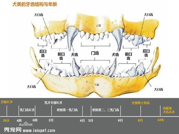 狗狗牙齒年齡圖解教你分辨狗狗的年齡