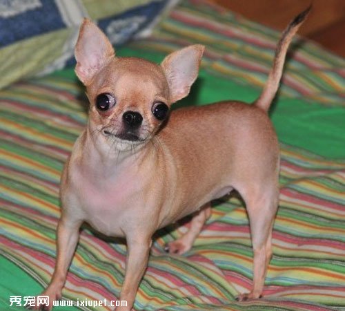 夏天吉娃娃如何喂養，怎麼護理？