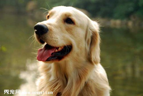 金毛犬的飼養方法以及金毛犬的喂養禁忌