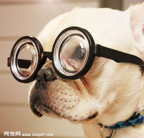 狗狗取名如何彰顯個性以及注意事項有哪些