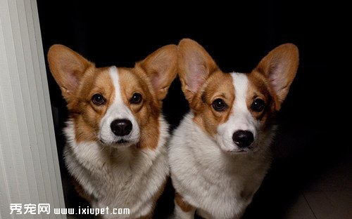 柯基犬的性格特點以及毛發護理