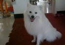 十點教你如何飼養銀狐犬