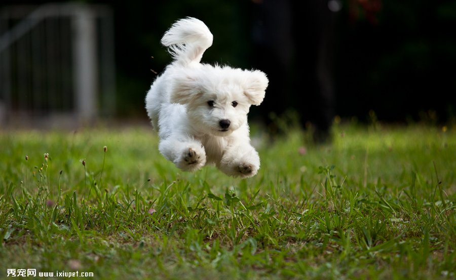 如何打理比熊犬及飼養環境