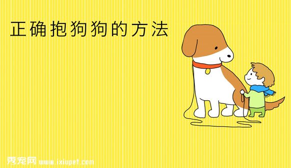 正確抱不同體型狗狗的方法