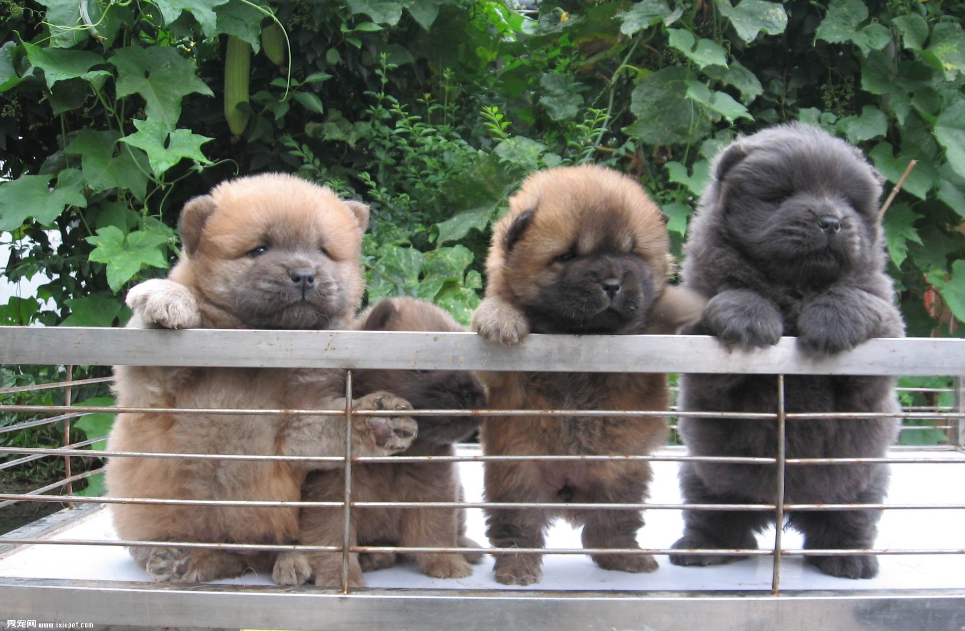 該如何飼養與護理松獅犬