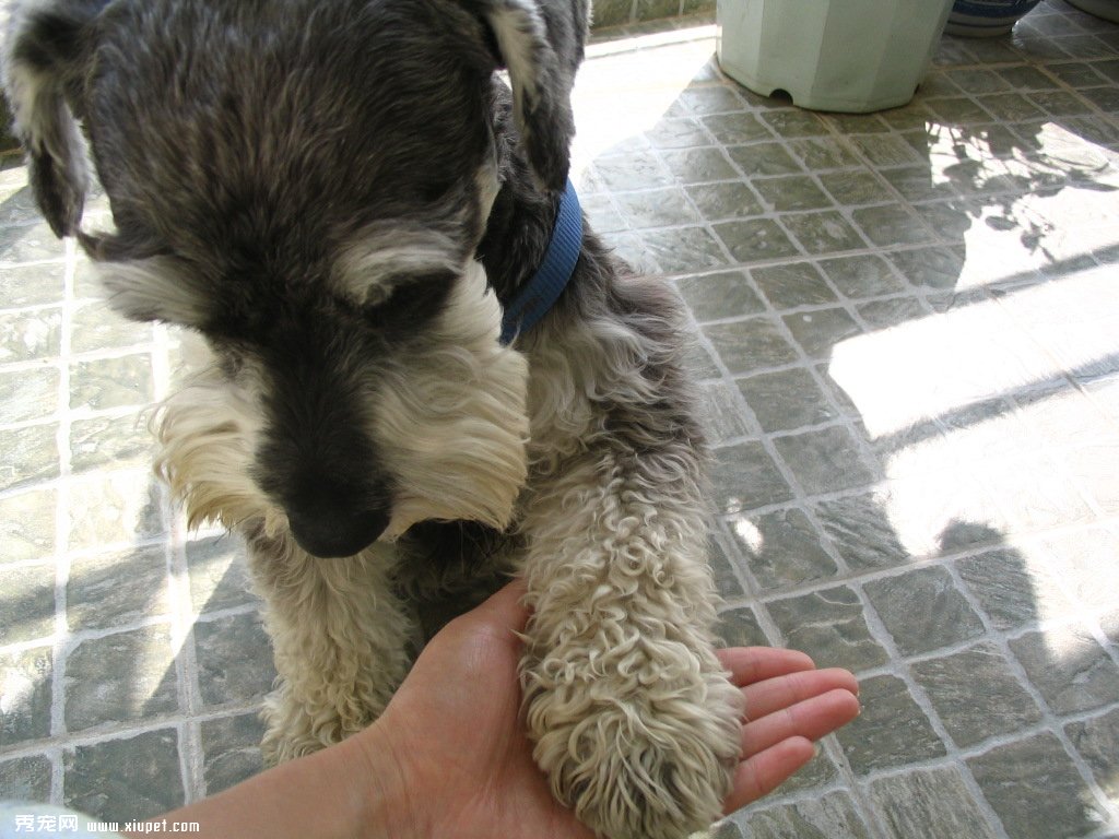 飼養迷你雪納瑞犬時應該注意事項