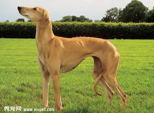 【靈缇犬】格力犬的習性和養護