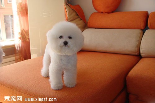 【卷毛比熊飼養】卷毛比熊幼犬在飼養的時候需要注意什麼？