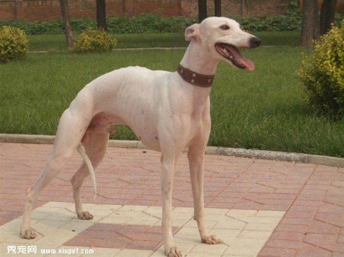 【靈缇犬】格力犬喂養應知的生活習性