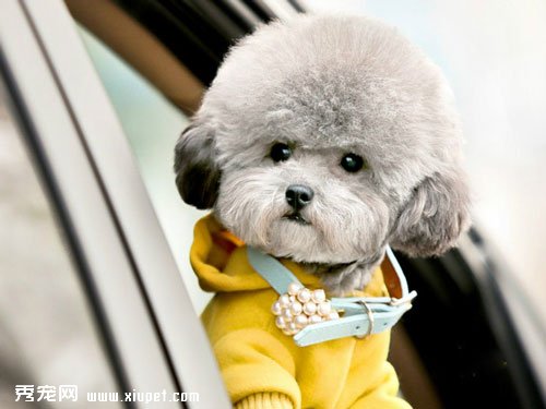 【卷毛比熊犬飼養】為了卷毛比熊健康如何選擇合適的狗糧？