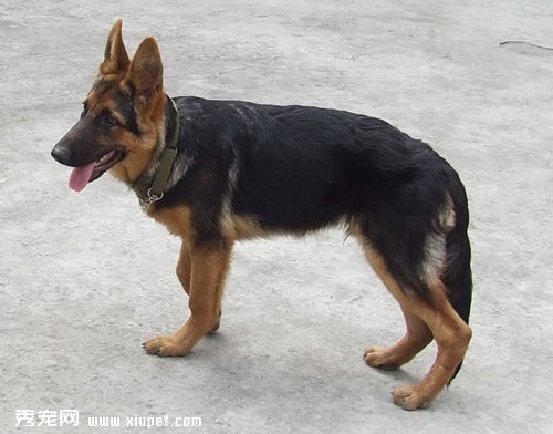 【德國牧羊犬飼養】德國牧羊犬是否好養，具體表現在哪些方面？