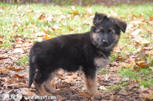 【德國牧羊犬飼養】夏季如何飼養德國牧羊犬？