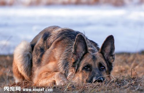 【德國牧羊犬飼養】如何飼養新生德國牧羊犬及疫苗接種