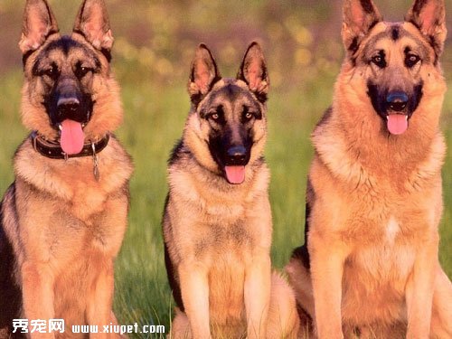 【德國牧羊犬飼養】德國牧羊犬該如何飼養？