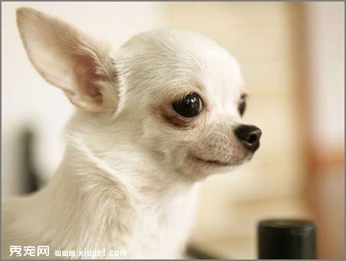 吉娃娃飼養，如何控制吉娃娃的食量？