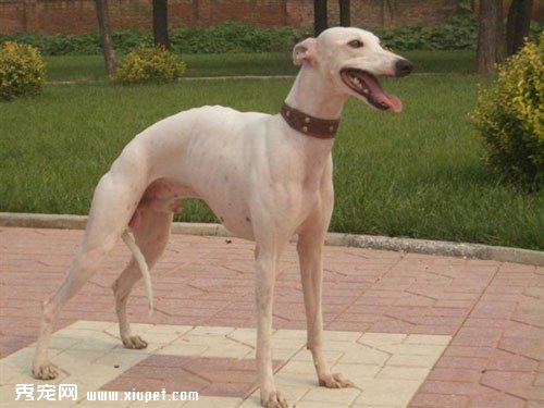 靈缇犬相對與其它犬種而言好養嗎？