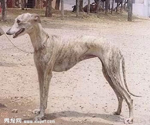 為了靈提犬的健康在飼養過程中需要注意些什麼？