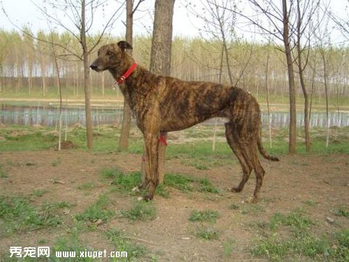 靈提犬飼養之靈提犬吃什麼最好？