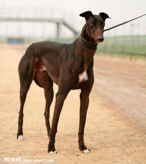 靈缇犬的三個階段該如何飼養？