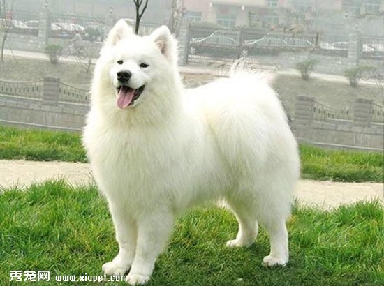 薩摩耶犬幼犬吃什麼好？薩摩耶幼犬的喂養方法